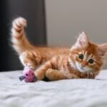 12 Surprising Ways Cats Communicate Their Happiness to You