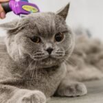 8 Mistakes Even Experienced Cat Owners Make When Grooming