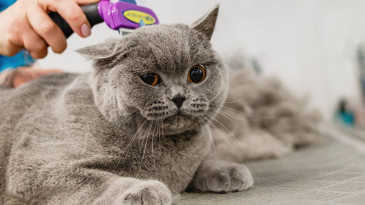 8 Mistakes Even Experienced Cat Owners Make When Grooming