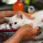 7 Subtle Changes in Your Cat's Behavior That Warrant a Vet Visit