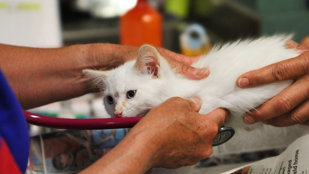 7 Subtle Changes in Your Cat's Behavior That Warrant a Vet Visit