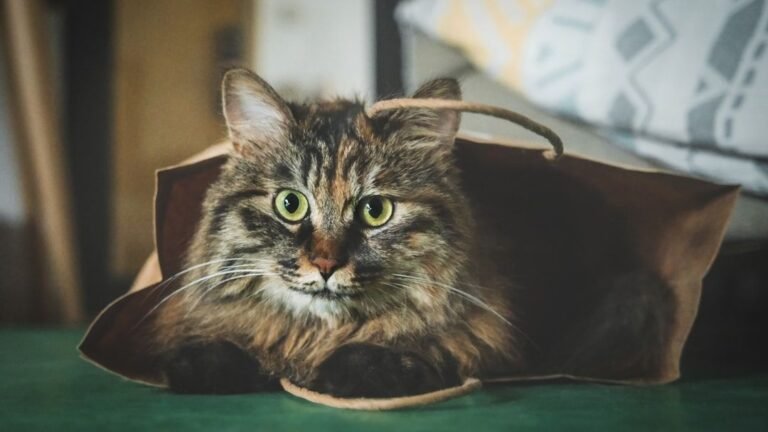 10 Everyday Household Items Your Cat Secretly Finds Irresistible