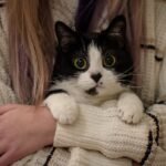 Your Cat's Aloofness Is a Clever Disguise for Deep-Seated Affection