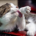 Your Cat's Grooming Habits Are a Window into Their Well-being: What to Look For