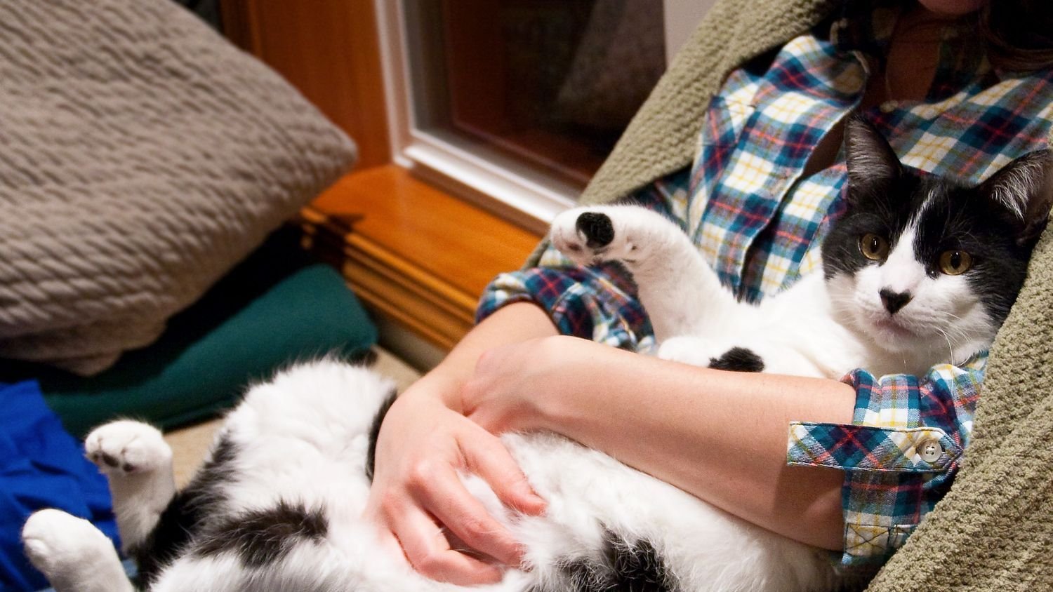 11 Tell-Tale Signs Your Cat Is Actually Enjoying Your Cuddles (Not Just Tolerating Them)