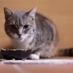 Cats Choose Their Food Wisely: Why Different Breeds Have Different Palates
