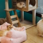 8 Things Only Multi-Cat Owners Understand About Feline Friendships and Rivalries