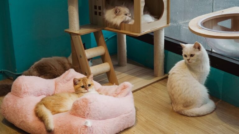 8 Things Only Multi-Cat Owners Understand About Feline Friendships and Rivalries