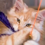 Your Cat Isn't Just Playing; They're Engaging in Vital Mental Stimulation