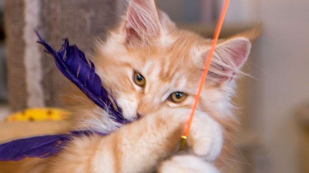 Your Cat Isn't Just Playing; They're Engaging in Vital Mental Stimulation