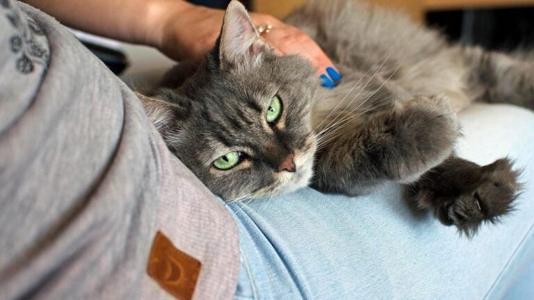 Discard What You Thought You Knew: Cats are Masterful Empaths