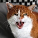 Your Cat's 'Misbehavior' Is Often a Cry For a Deeper Understanding