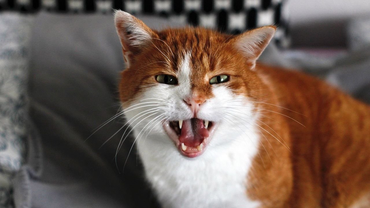 Your Cat's 'Misbehavior' Is Often a Cry For a Deeper Understanding