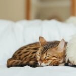 Your Cat's Favorite Napping Spot Reveals Deep Secrets About Their Feelings