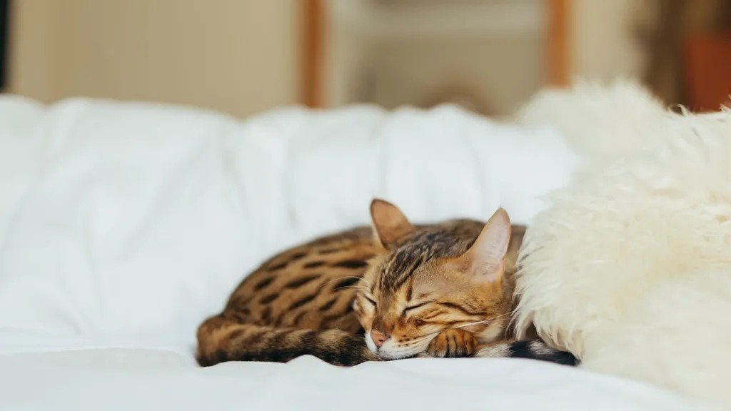 Your Cat's Favorite Napping Spot Reveals Deep Secrets About Their Feelings
