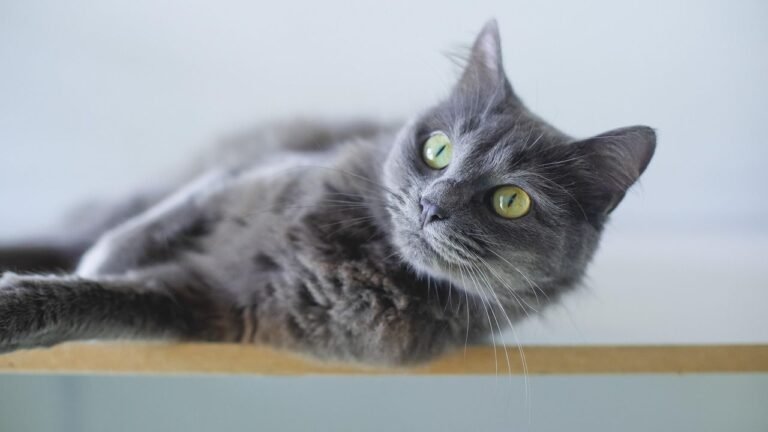 Cats Are Masters of Subtle Communication, Even When They Seem Aloof