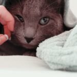 Your Cat's Purr Isn't Always About Happiness; It's a Complex Signal