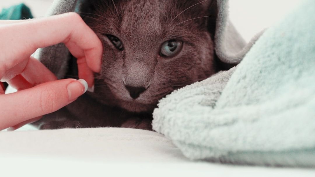 Your Cat's Purr Isn't Always About Happiness; It's a Complex Signal