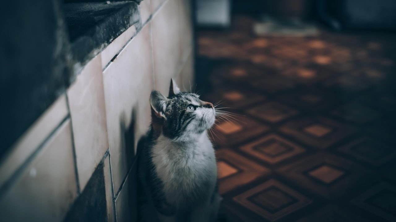 The Mysterious Nightly Habits of Your Cat Are Actually Predictable