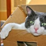 7 Surprising Reasons Your Cat Prefers Your Old Cardboard Box