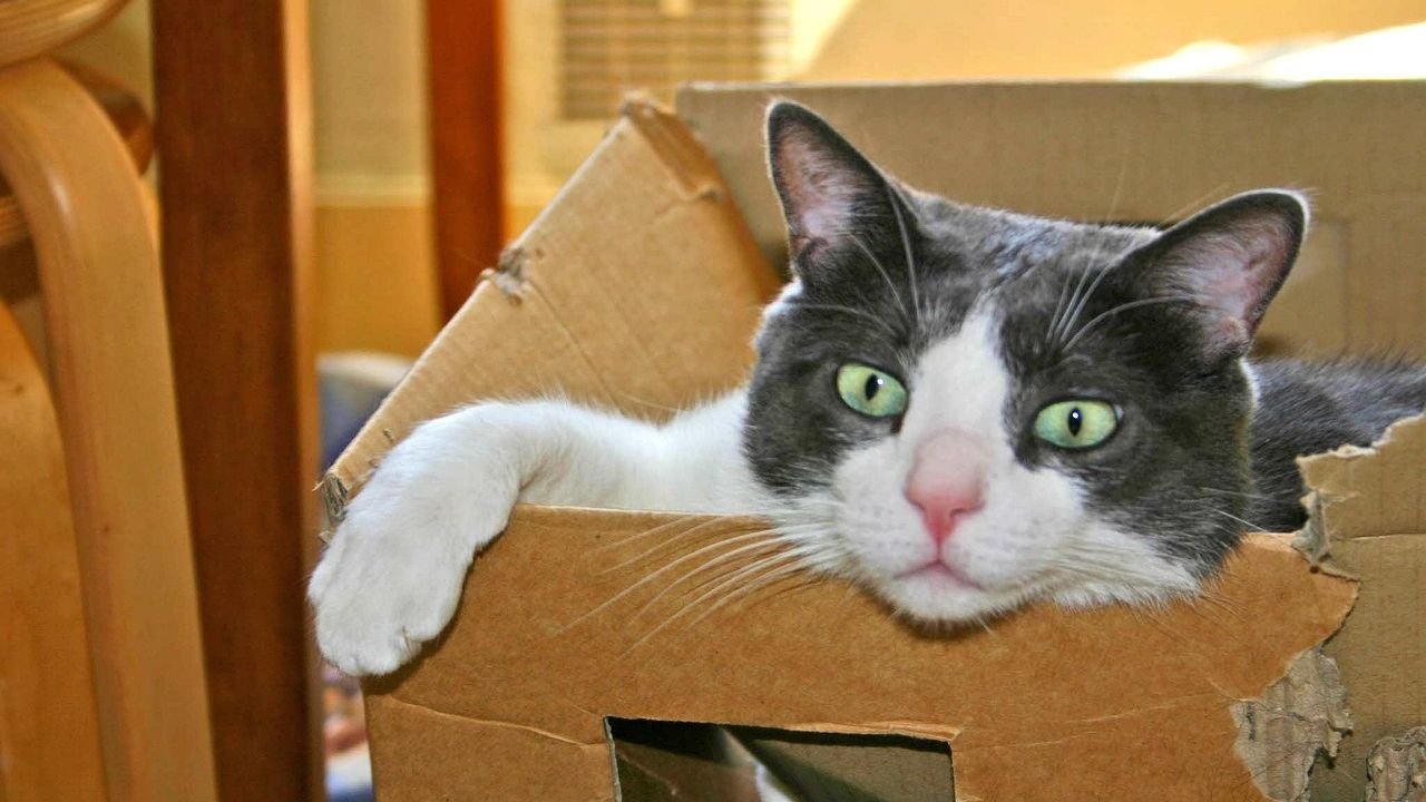 7 Surprising Reasons Your Cat Prefers Your Old Cardboard Box