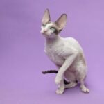 7 Cat Breeds That Are Highly Intelligent (And 7 That Are Lovably Laid-Back)