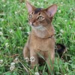 8 Cat Breeds That Are Easy to Train (And 8 That Have a Mind of Their Own)