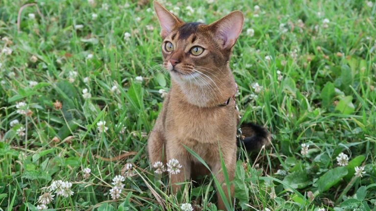 8 Cat Breeds That Are Easy to Train (And 8 That Have a Mind of Their Own)