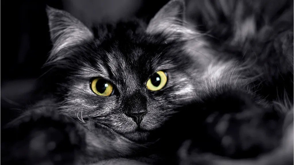 Your Cat's Stare Isn't Empty; It's a Deep Dive into Your Soul's Secrets