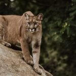 Historic Victory: California Mountain Lions Granted Protection Under State Endangered Species Act