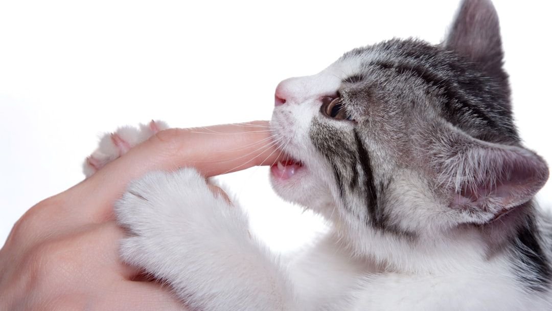 Which Cat Breeds Are Most Involved in Biting Incidents