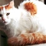 8 Aggressive Cat Breeds That Are Most Likely to Bite or Scratch Children