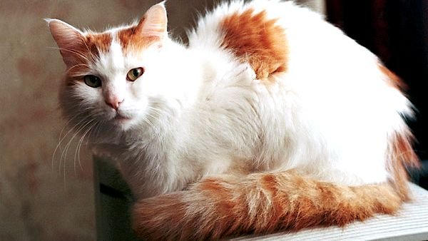 8 Aggressive Cat Breeds That Are Most Likely to Bite or Scratch Children