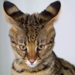 10 Cat Breeds With the Most Destructive Tendencies