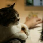 What It Means When Your Cat Places Its Paw on Your Arm