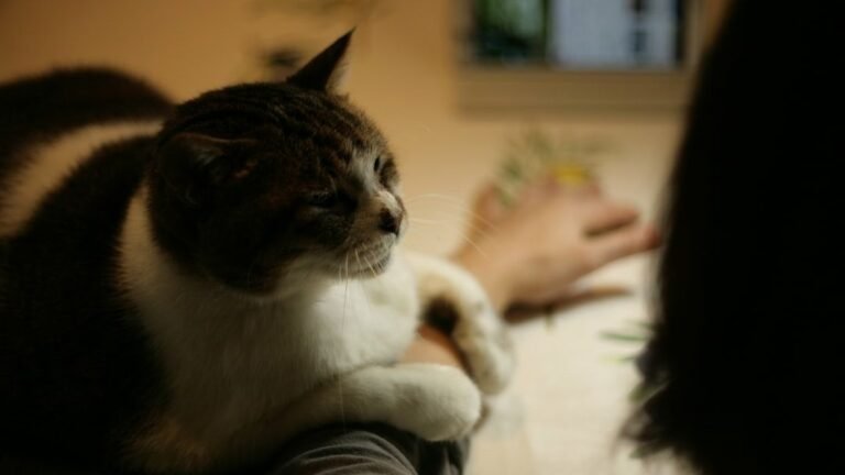 What It Means When Your Cat Places Its Paw on Your Arm