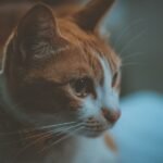 9 Things Your Cat Will Do Before It Dies