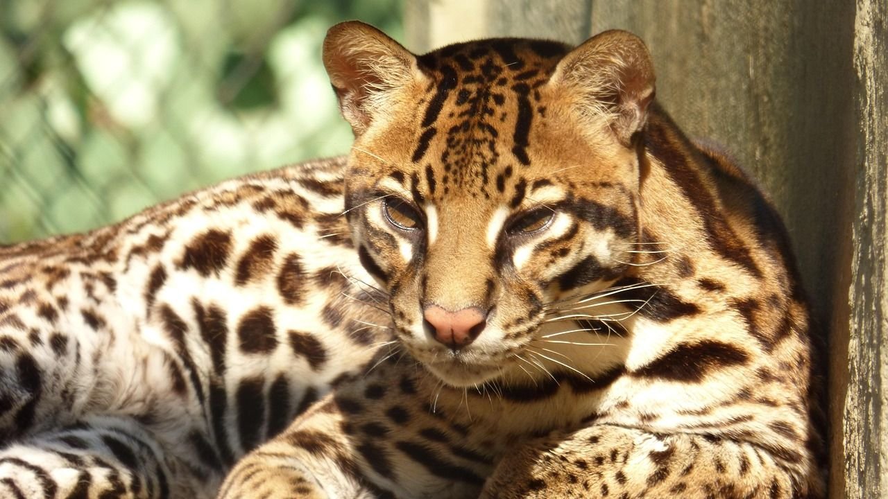 10 Ways the Ocelot Survives in America's Harshest Landscapes