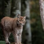 8 Wild Cats Still Roaming the United States and Where to Find Them