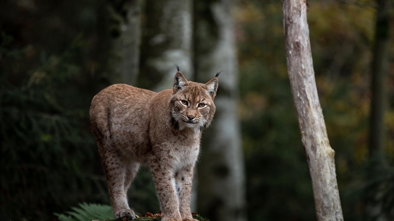 8 Wild Cats Still Roaming the United States and Where to Find Them