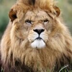 The Zodiac Signs That Share the Fierce Energy of a Lion