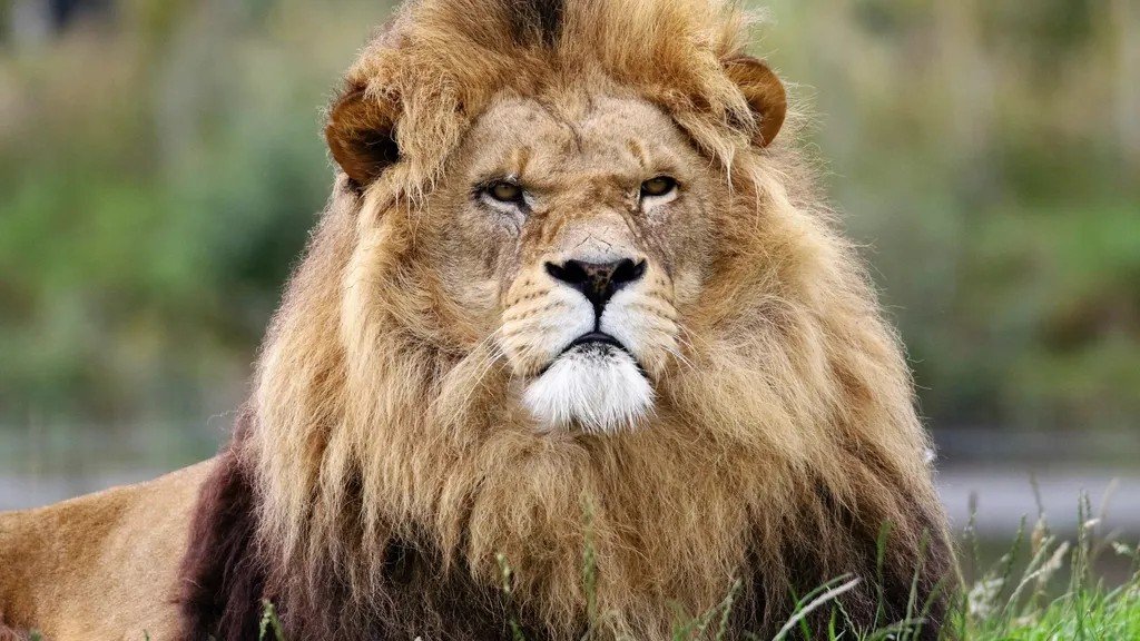 The Zodiac Signs That Share the Fierce Energy of a Lion