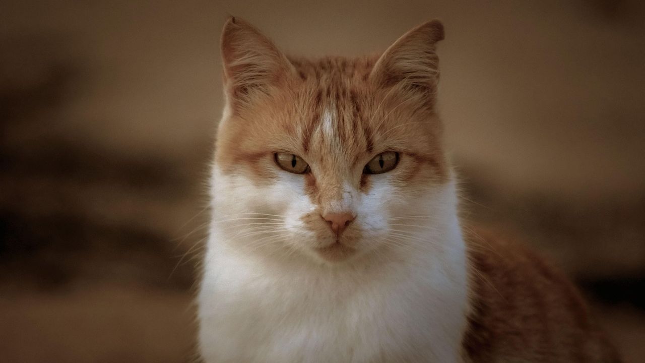 10 Ways Your Cat Secretly Guards Your Home (and Heart)