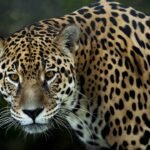 The Most Fearless Wild Cat for Every Zodiac Sign