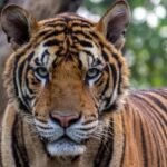 The Zodiac Signs Most Likely to Have a Wild Cat as a Spirit Guide