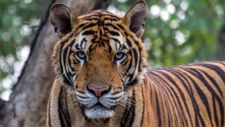 The Zodiac Signs Most Likely to Have a Wild Cat as a Spirit Guide