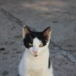 The Secret World of Your Cat: It's More Complex Than You Imagine