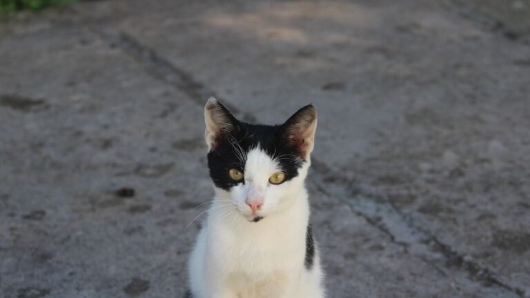 The Secret World of Your Cat: It's More Complex Than You Imagine
