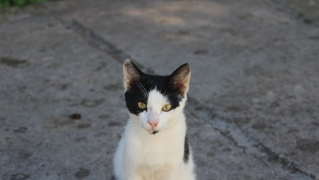 The Secret World of Your Cat: It's More Complex Than You Imagine