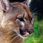 Zodiac Signs That Embody the Silent Power of a Cougar